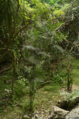 Chamaedorea seifrizii