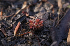 Drosera nitidula