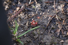 Drosera nitidula