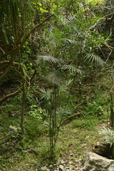 Chamaedorea seifrizii