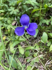 Gentianopsis thermalis