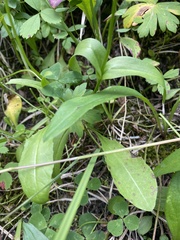Gentianopsis thermalis