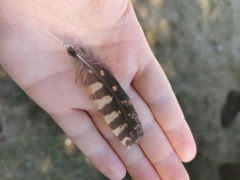 Antrostomus vociferus