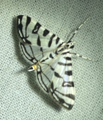 Conchylodes platinalis