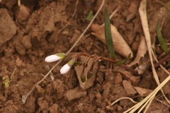 Claytonia rosea