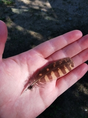 Antrostomus vociferus