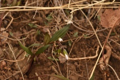Claytonia rosea