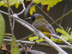 Anabathmis reichenbachii