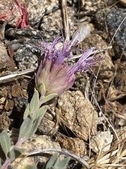 Monardella linoides oblonga