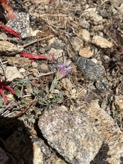 Monardella linoides oblonga