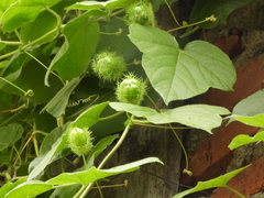 Passiflora foetida