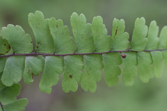 Adiantum patens