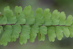 Adiantum patens