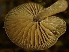Simocybe haustellaris