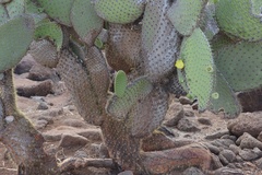 Opuntia galapageia
