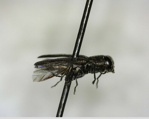 iNaturalist observation photo of Melanthaxia