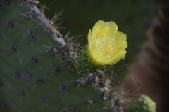 Opuntia galapageia
