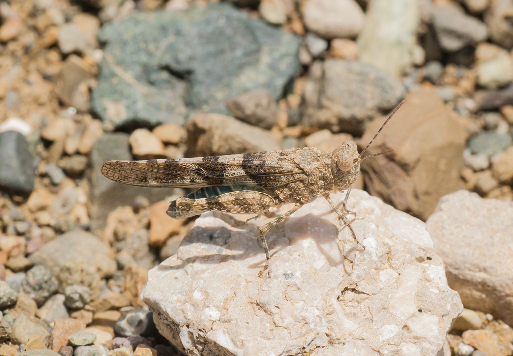 Sphingonotus haitensis