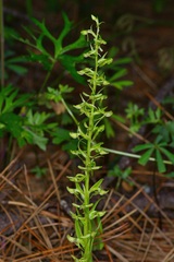 Platanthera brevifolia