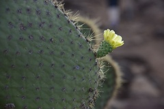 Opuntia galapageia