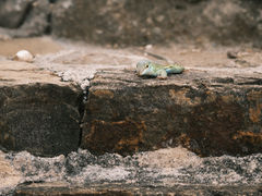 Aspidoscelis mexicanus