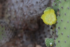 Opuntia galapageia