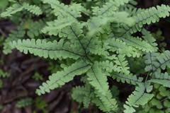 Adiantum patens