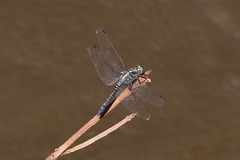 Onychothemis testacea