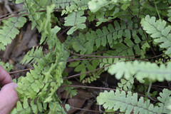 Adiantum patens