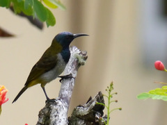 Anabathmis reichenbachii