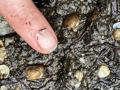 Sphaerium rhomboideum