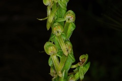 Platanthera brevifolia