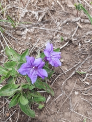 Ruellia lactea