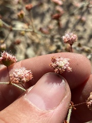 Eriogonum maculatum