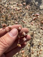 Eriogonum maculatum