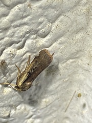 Ochropleura implecta