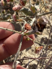 Eriogonum maculatum
