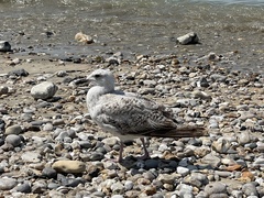 Larus argentatus