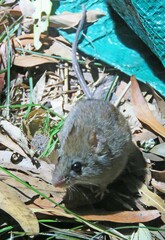 Oligoryzomys flavescens