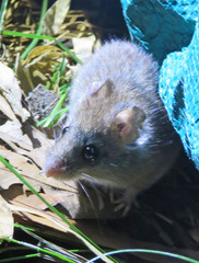 Oligoryzomys flavescens