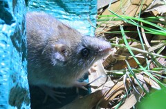 Oligoryzomys flavescens