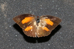 Curetis bulis