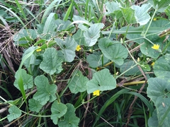 Cucumis melo agrestis