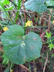 Cucumis melo agrestis