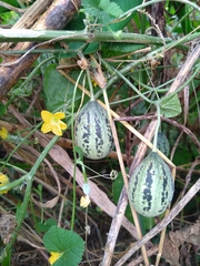Cucumis melo agrestis