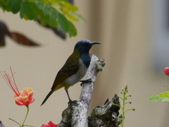 Anabathmis reichenbachii