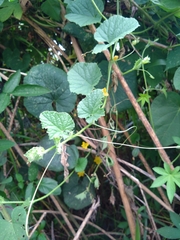 Cucumis melo agrestis