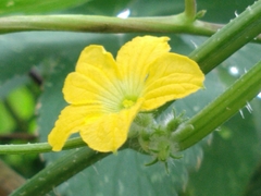 Cucumis melo agrestis