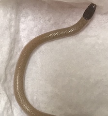 Tantilla hobartsmithi