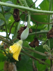 Cucumis melo agrestis
